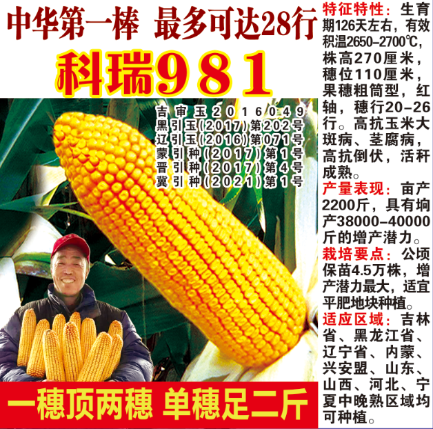 科泰981