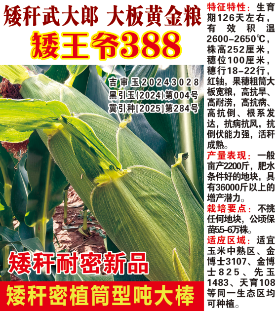 矮王爺388